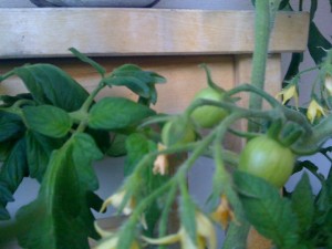 plantbytardag